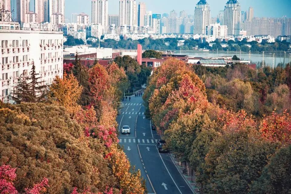 绝色！原来，湖北“最美”秋景竟藏在这所大学里