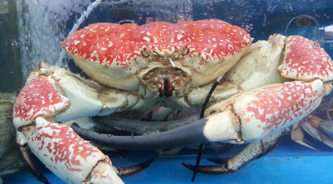 帝王蟹怎么做好吃(这才是世界最重的螃蟹)