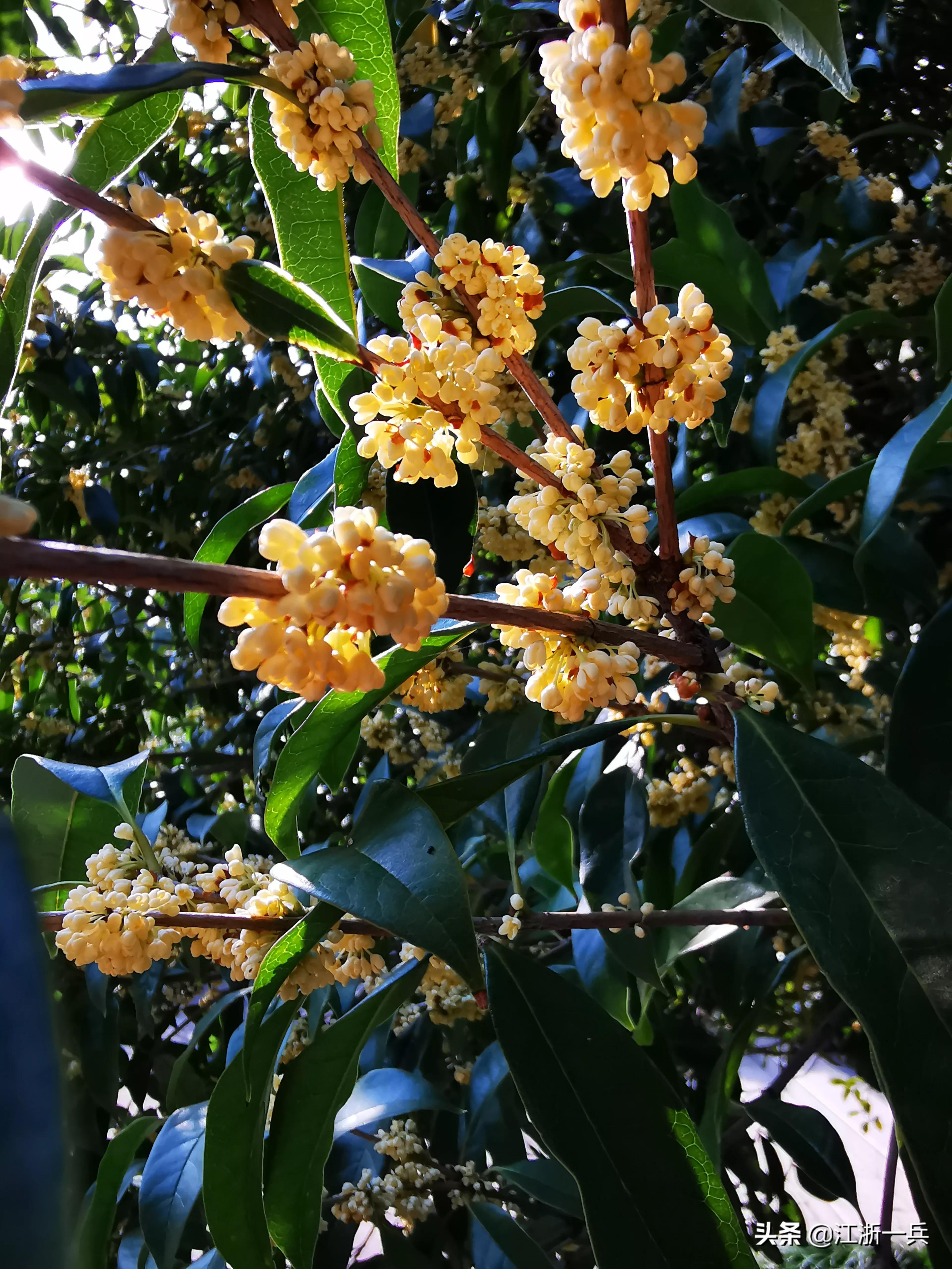 金秋时节丨八月桂花九月开，期待亦美好，花香更醉人