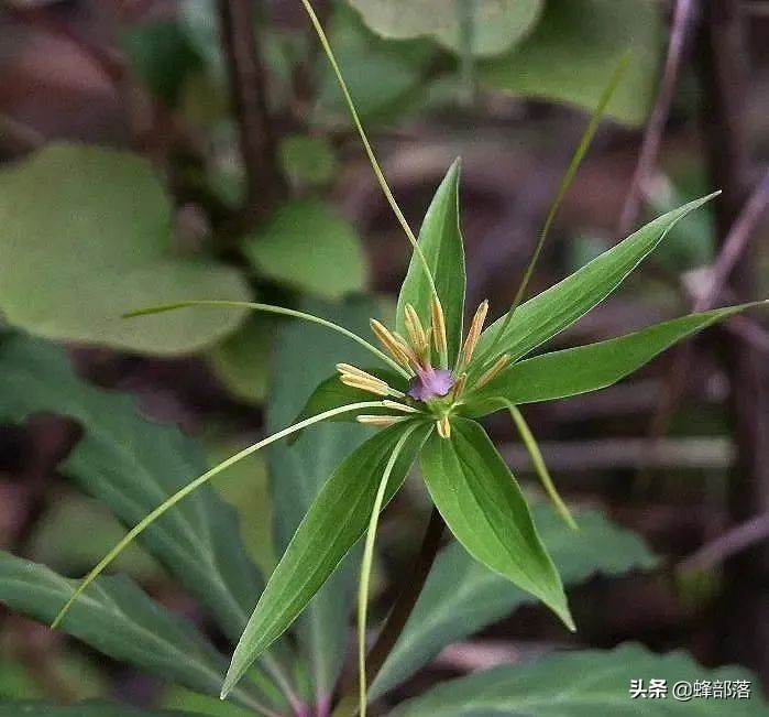 竹林中的“黄金”，数量稀少价值还高，现如今市场上卖300元一斤