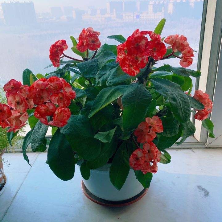 6种“喜冷花”，冬天也能开得“姹紫嫣红”，喜欢建议养一盆