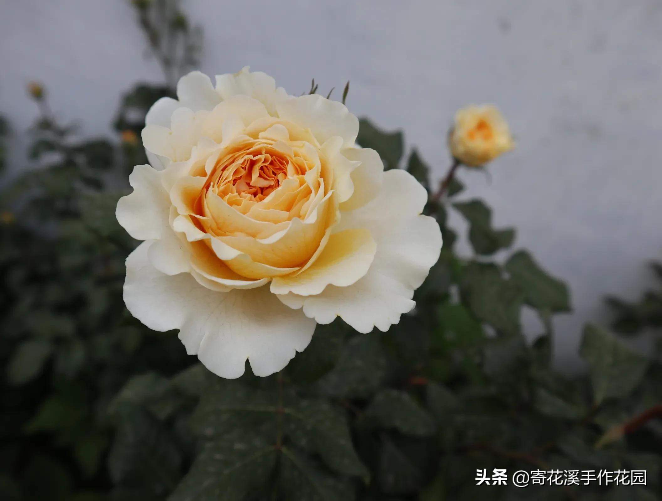 植物生长记录表图片(北方花园5月末植物生长记录)