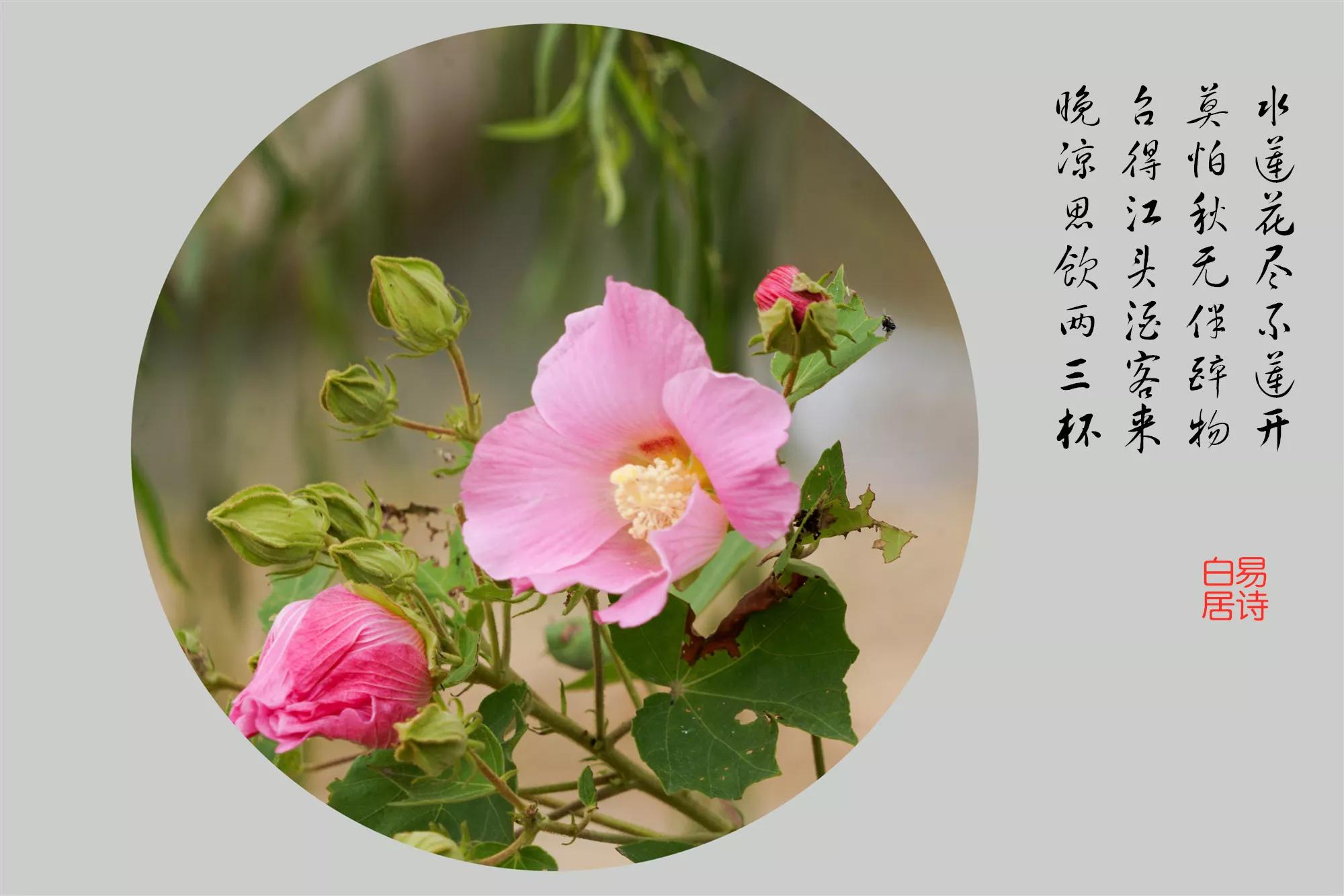 十二个月各有代表花卉,有很多,个人认最好的是一月梅花,二月杏花,三月