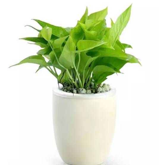 室内吸毒植物手册,选择对了才有效