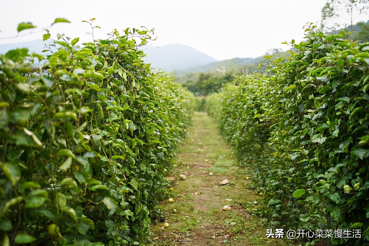 甜蜜的賴老爹百香果園