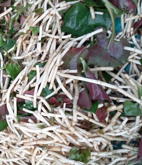 云贵川渝地道吃法：鱼腥草这样做好吃又开胃