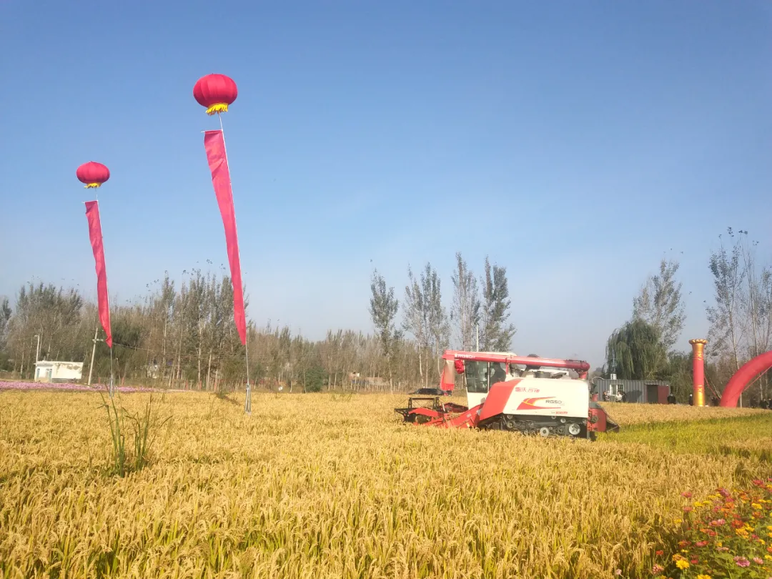 邯郸：魏县水稻试种成功暨开镰仪式圆满举行