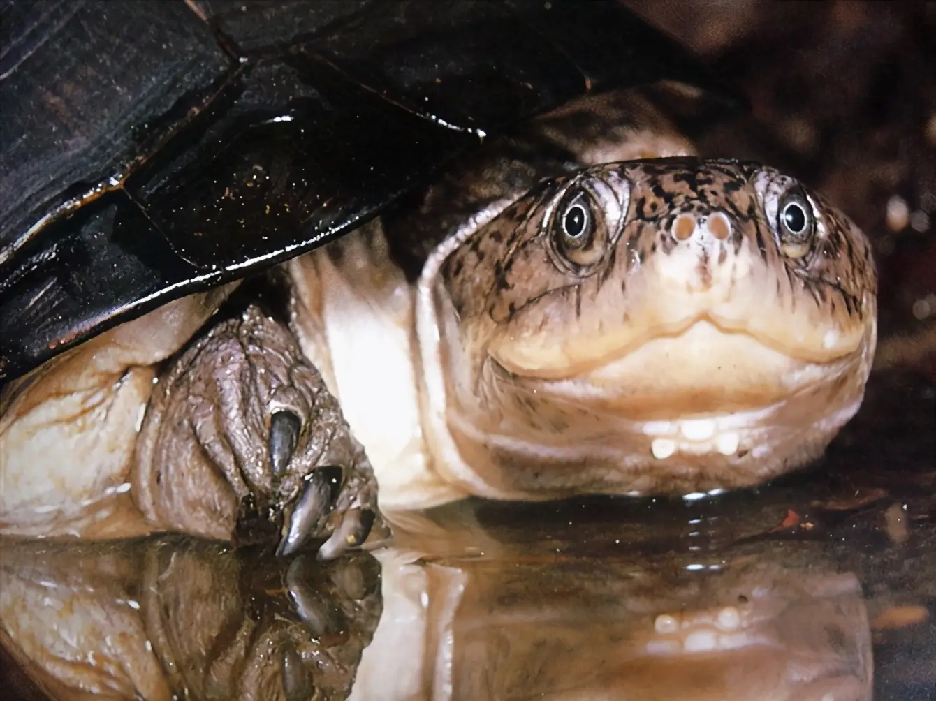 乌龟的种类图片及名称（乌龟的品种图片）