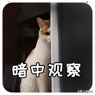 当天蝎遇上处女，谁是细节王