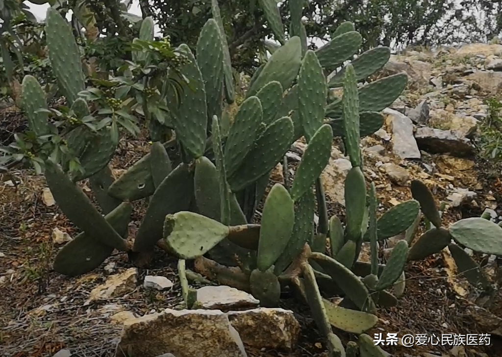 浑身是刺 可观赏可入药还可以食用的仙人掌你了解多少