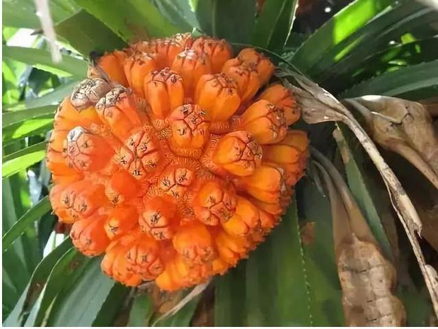 端午百科：年年吃粽子，粽叶是什么植物的叶子？天南海北不一样！
