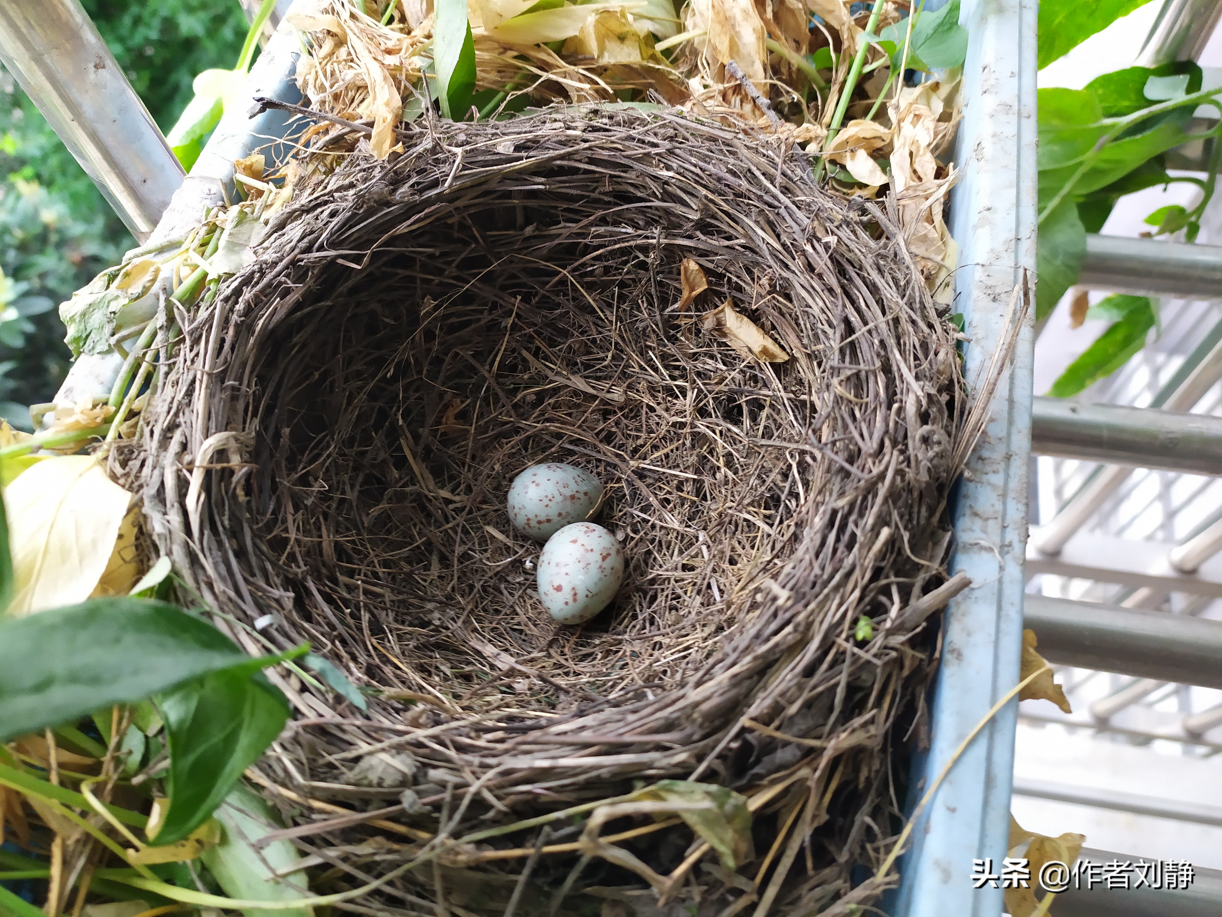 今日在鸟窝里发现两枚蛋.