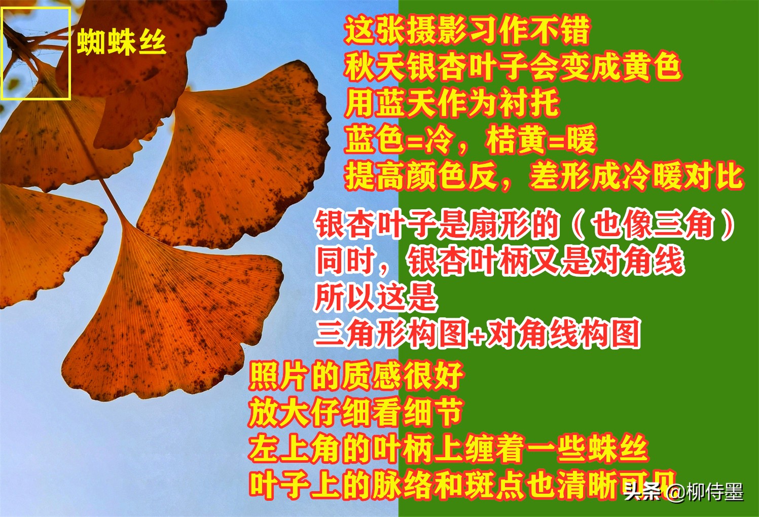 拍摄漂亮的“一叶知秋”，留下秋天的多姿多彩，摄影技巧学起来