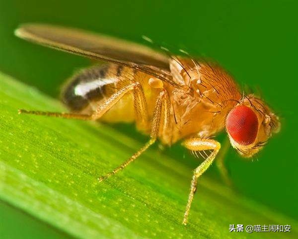 猫眼睛红肿眼屎增多是眼部炎症？及时确诊，有可能是眼线虫惹的祸