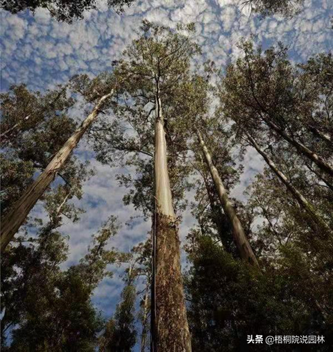维C含量最高的水果居然是它！10种世界之最植物，你知道几种吗