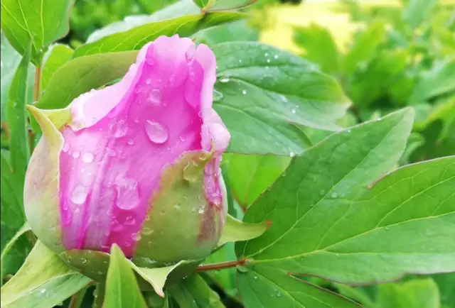 歌颂牡丹花的诗词(精选10首赞美牡丹的古诗)