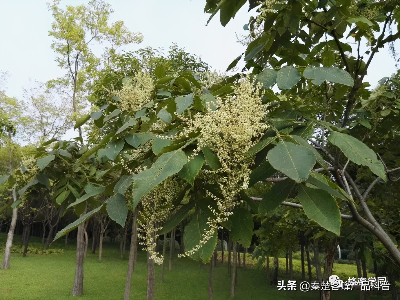 五倍子蜂蜜的介绍（秋季的特色蜂蜜五倍子蜜）