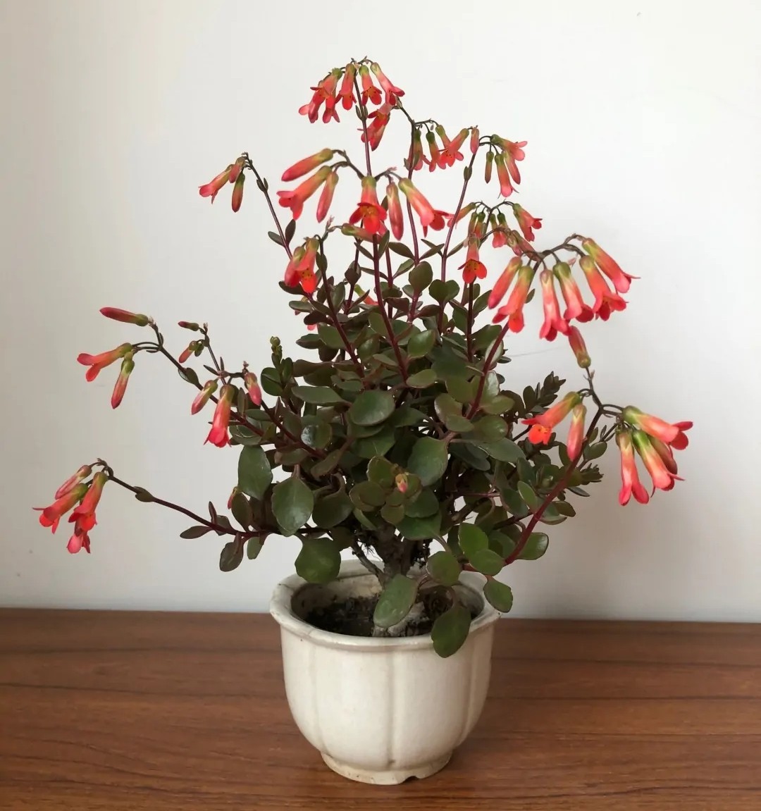 长寿花的颜色长寿花的颜色品种