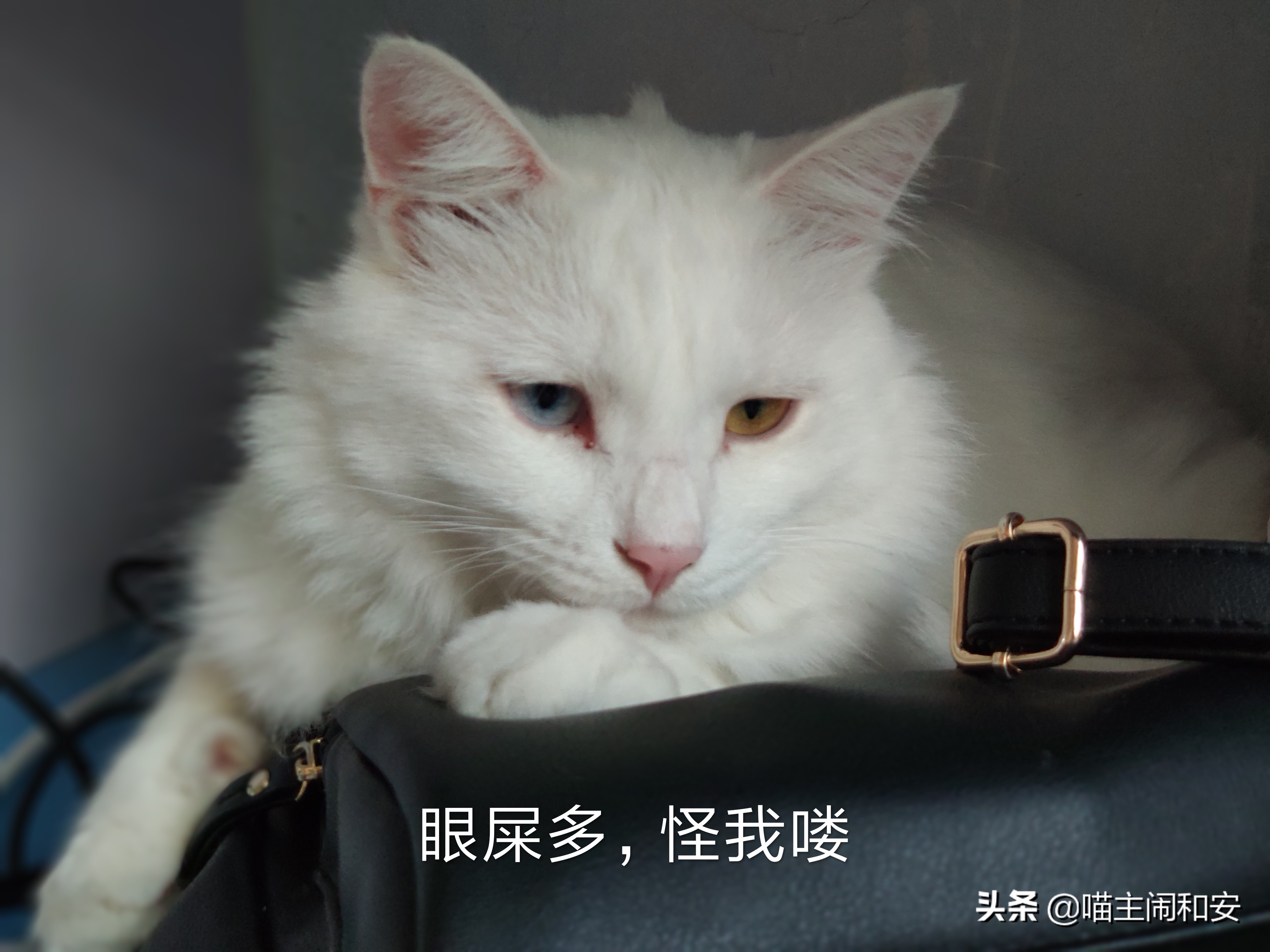 猫眼睛红肿眼屎增多是眼部炎症？及时确诊，有可能是眼线虫惹的祸