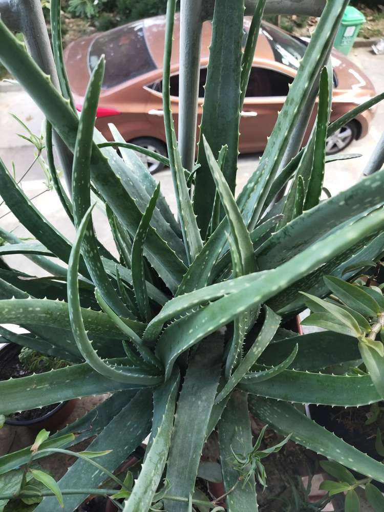 植物芦荟会开花吗（记住4个要点芦荟开出红火富贵花）