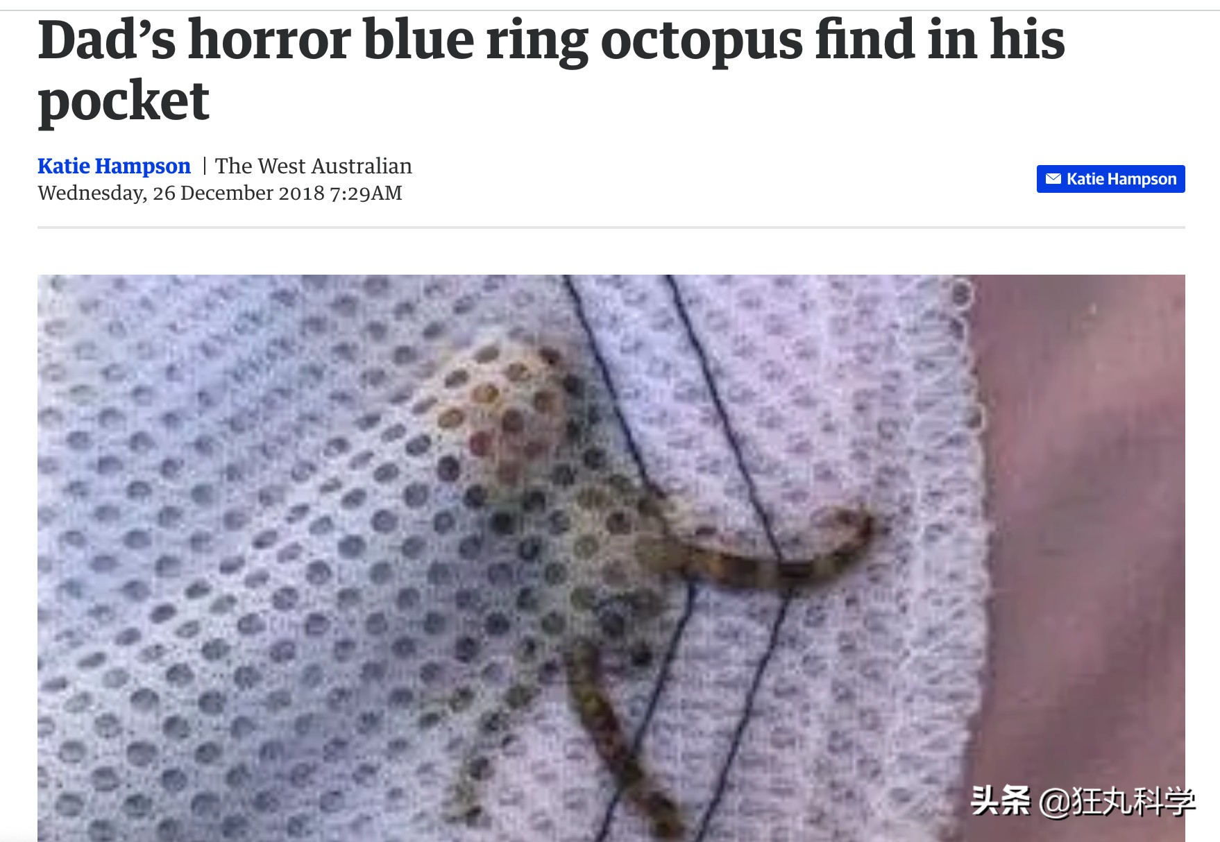 蓝环章鱼,蓝环章鱼有多毒