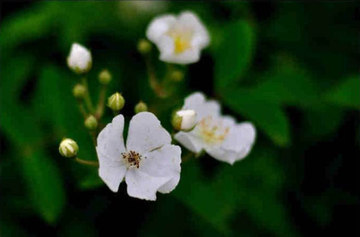 【诗词鉴赏】吹到荼蘼花信，春季最后盛放的花—荼蘼