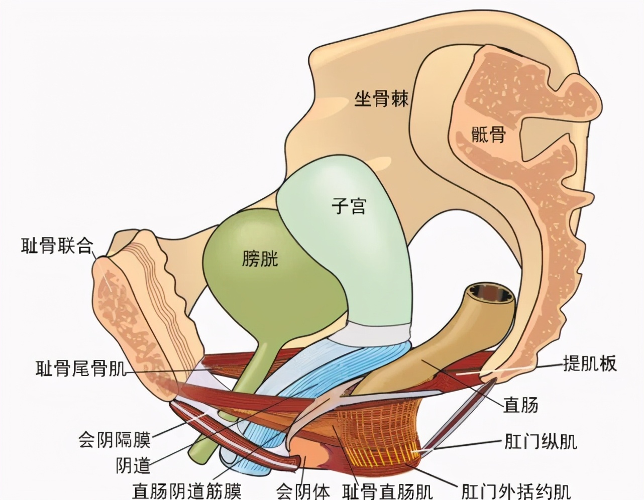 生完孩子后不注意，“下面”多长一个蛋，最后还要切除子宫