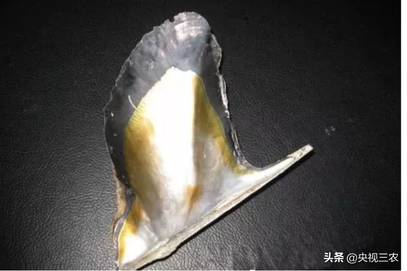 珍珠有不少秘密，看了这篇文，你就懂了