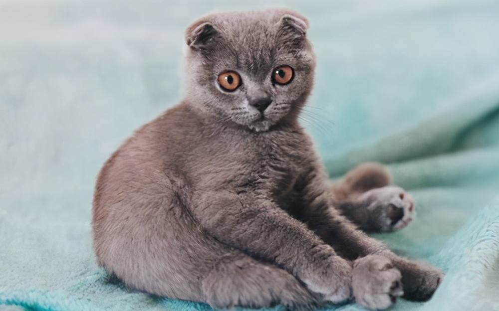 折耳猫天生就有“缺陷”，为了它好，请不要“养”它