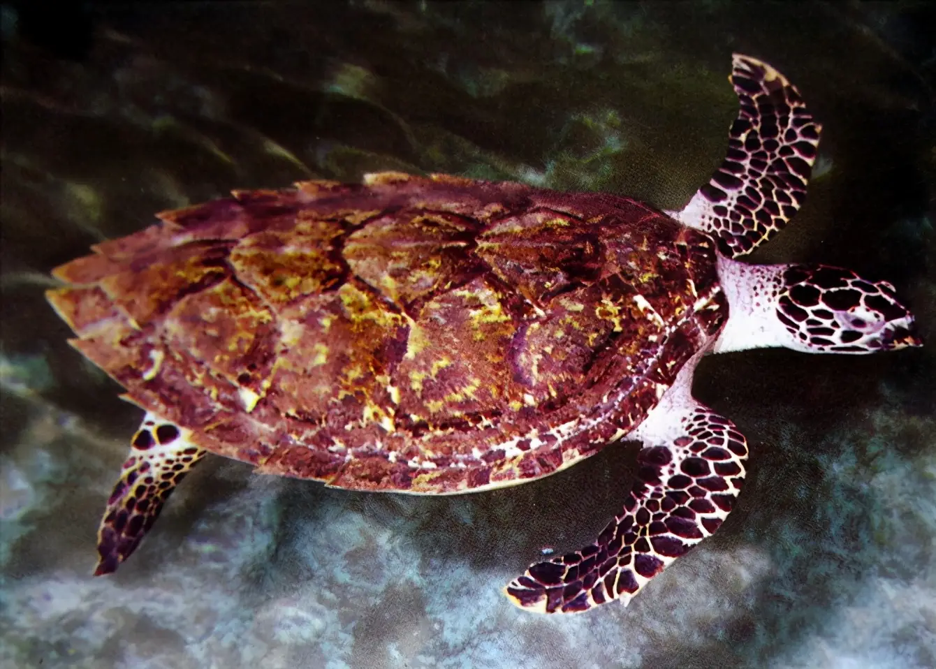 乌龟的种类图片及名称（乌龟的品种图片）