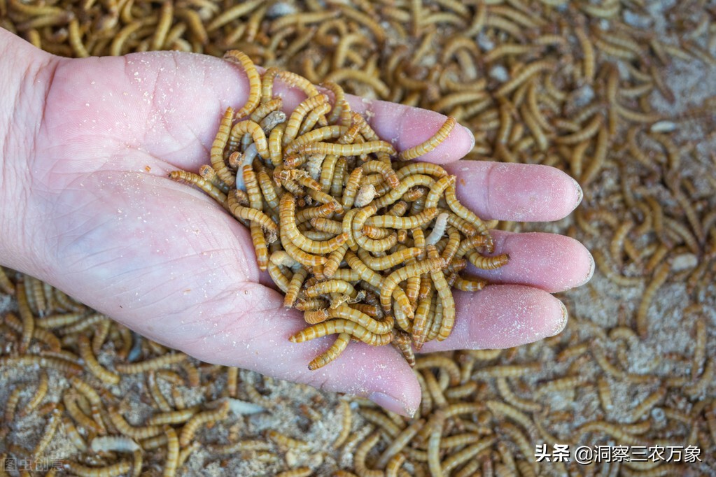 面包虫养殖是一个非常不错的养殖项目,如何养殖它创造百万财富呢