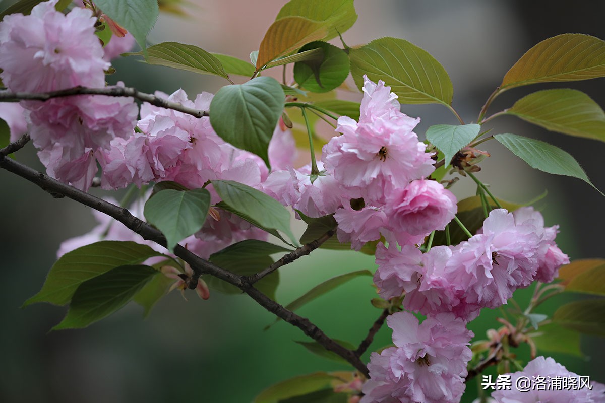 日本樱花文化（内涵揭秘日本樱花文化背后的冷知识）