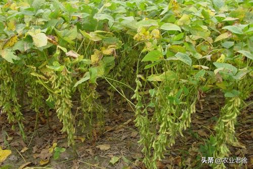 黄豆的生长过程（大豆的生育时期以及管理方法）