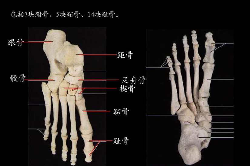 都是生活在地球的人类，为什么西方人比中国人多了2块骨头？