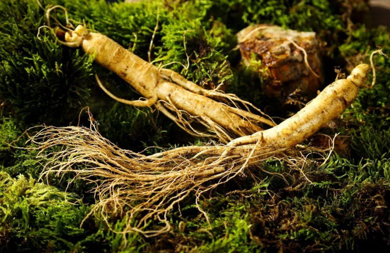 参龄100年以上,长63厘米,韩国大妈挖到的野人参,价值有多高?