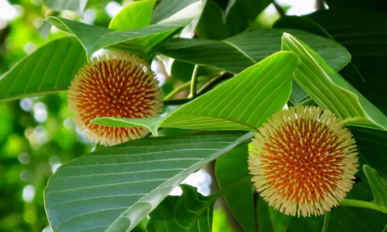 生物多样性 | 原本山川，极命草木