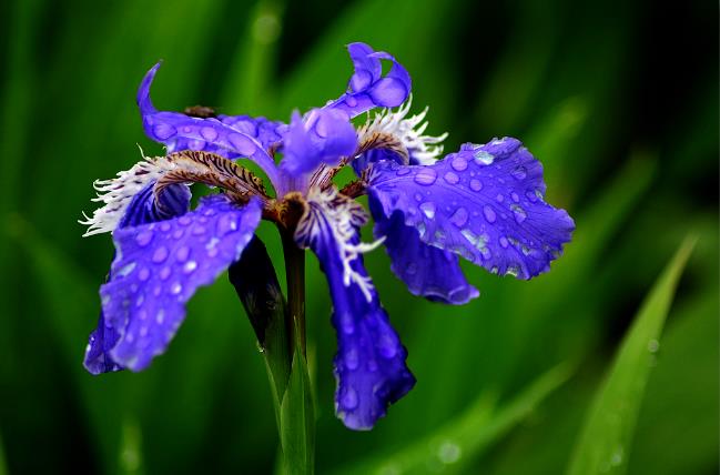 鸢尾花花语(iris鸢尾花花语)