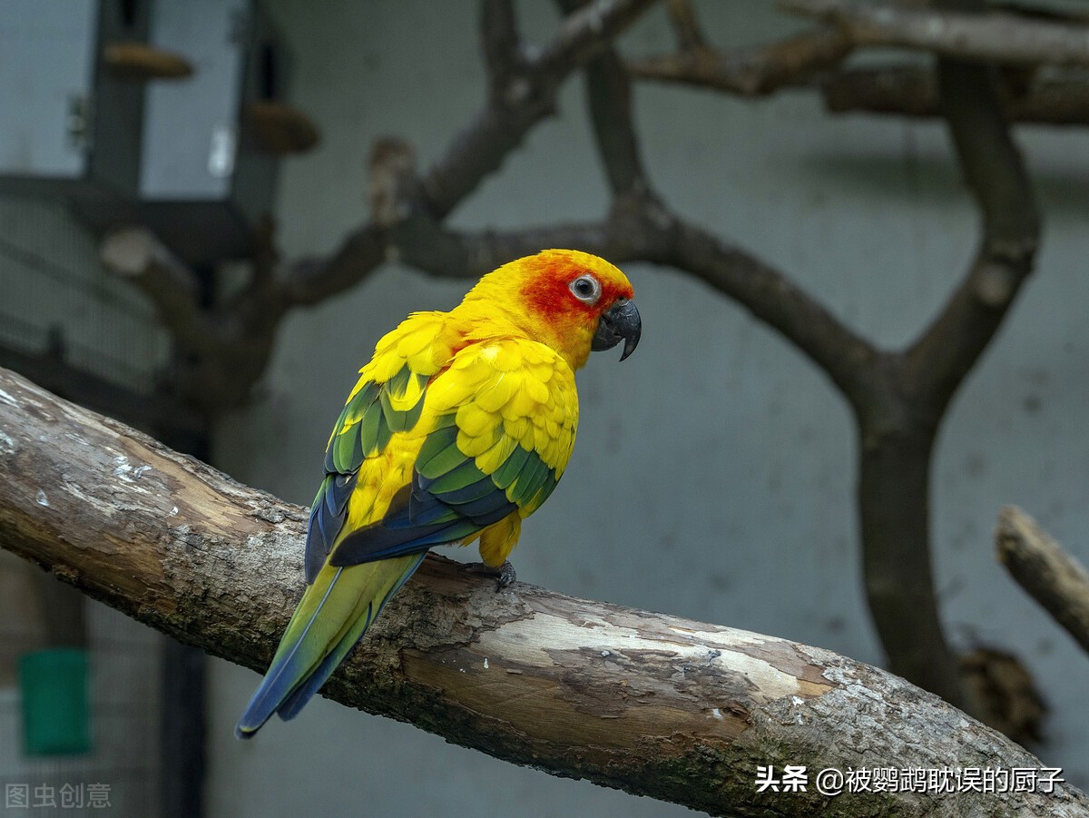 金太阳鹦鹉是小太阳鹦鹉的一种?其实他们是亲戚,千万别搞错了