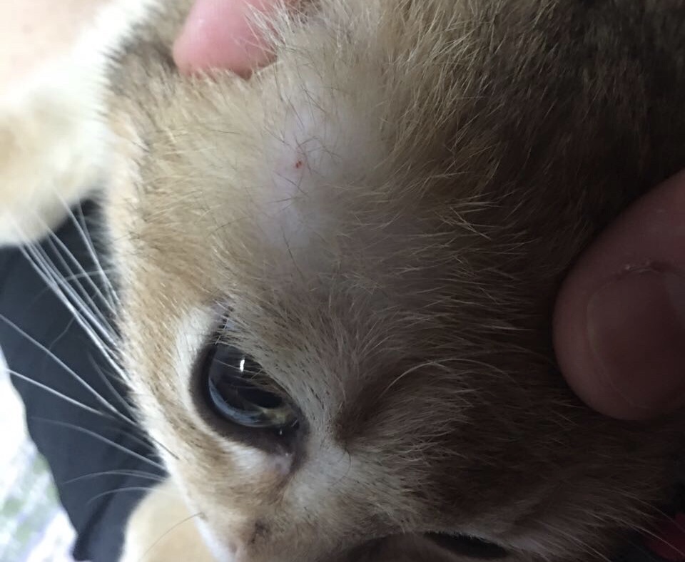 猫咪得了猫癣到底该怎么治？认清猫癣才能更好地治疗！