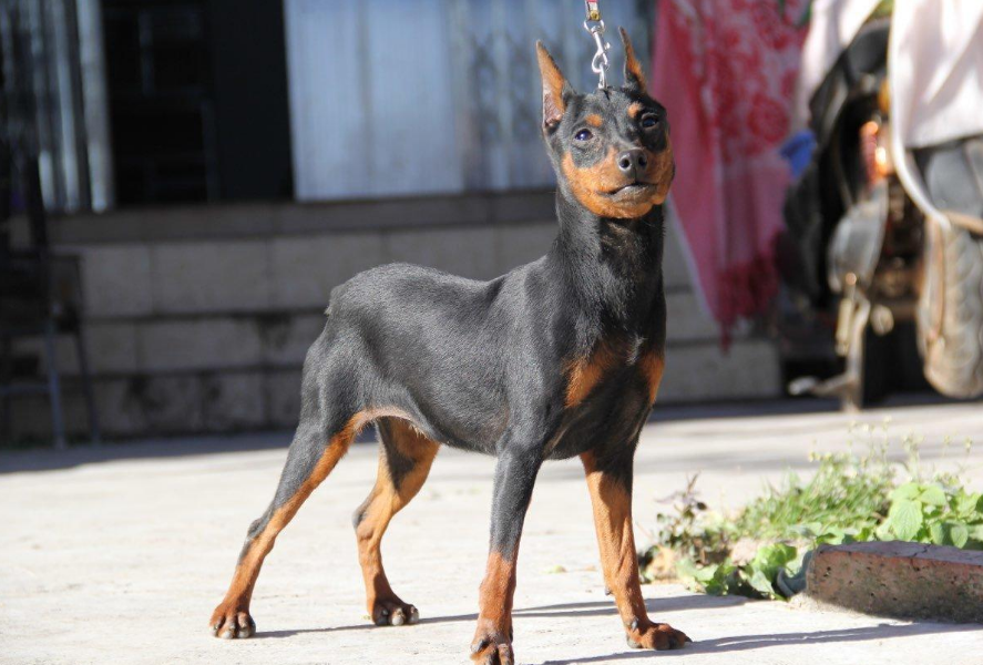 这5种小型犬可不是"白眼狼",眼里全都是你