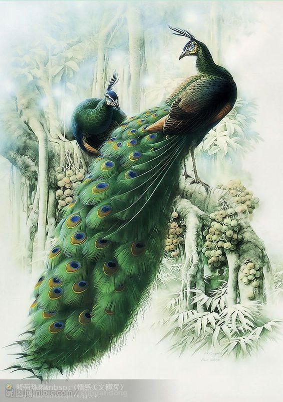 高贵,冷艳的白孔雀