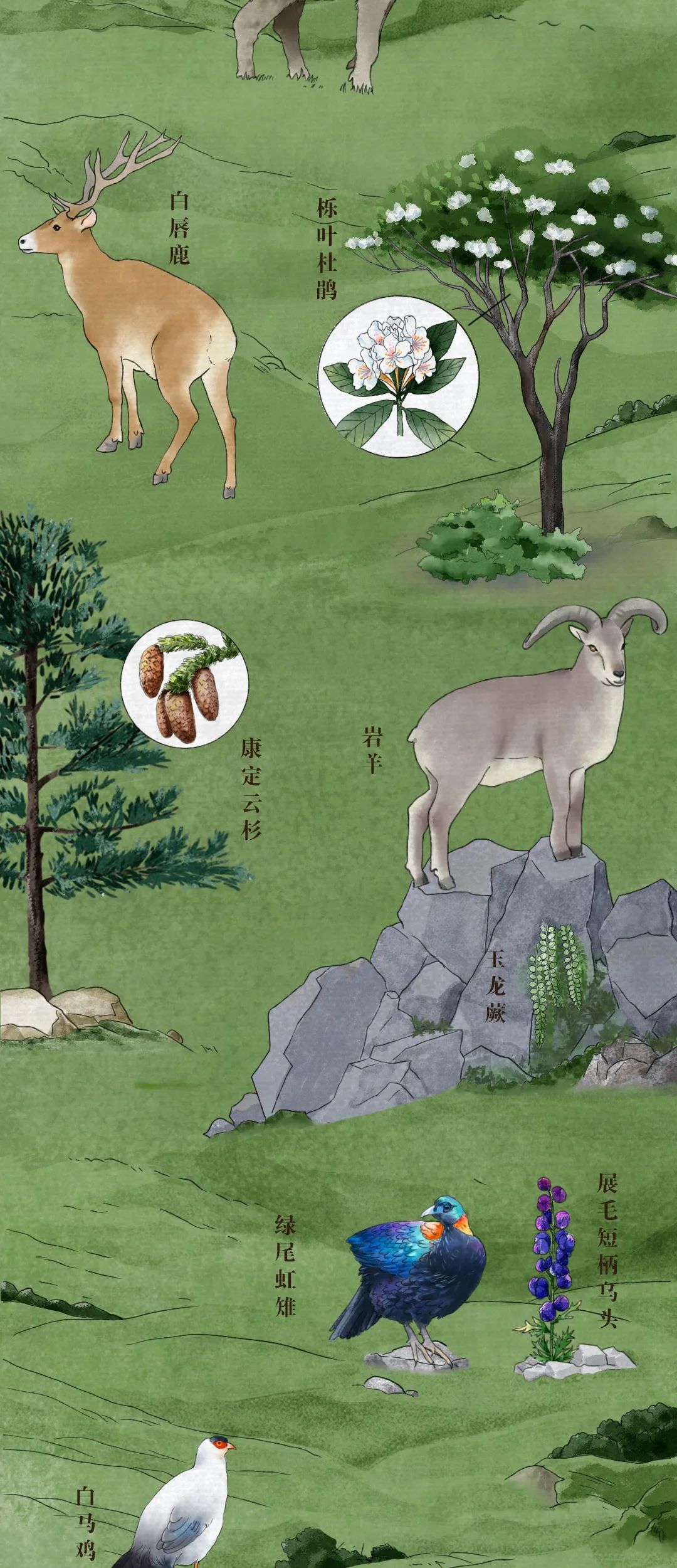 中国珍稀动植物图鉴