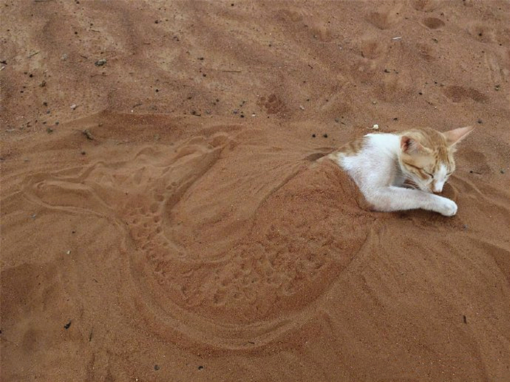 橘貓隨鏟屎官遠嫁國外後，將整片沙漠當成貓砂盆，開啟幸福喵生
