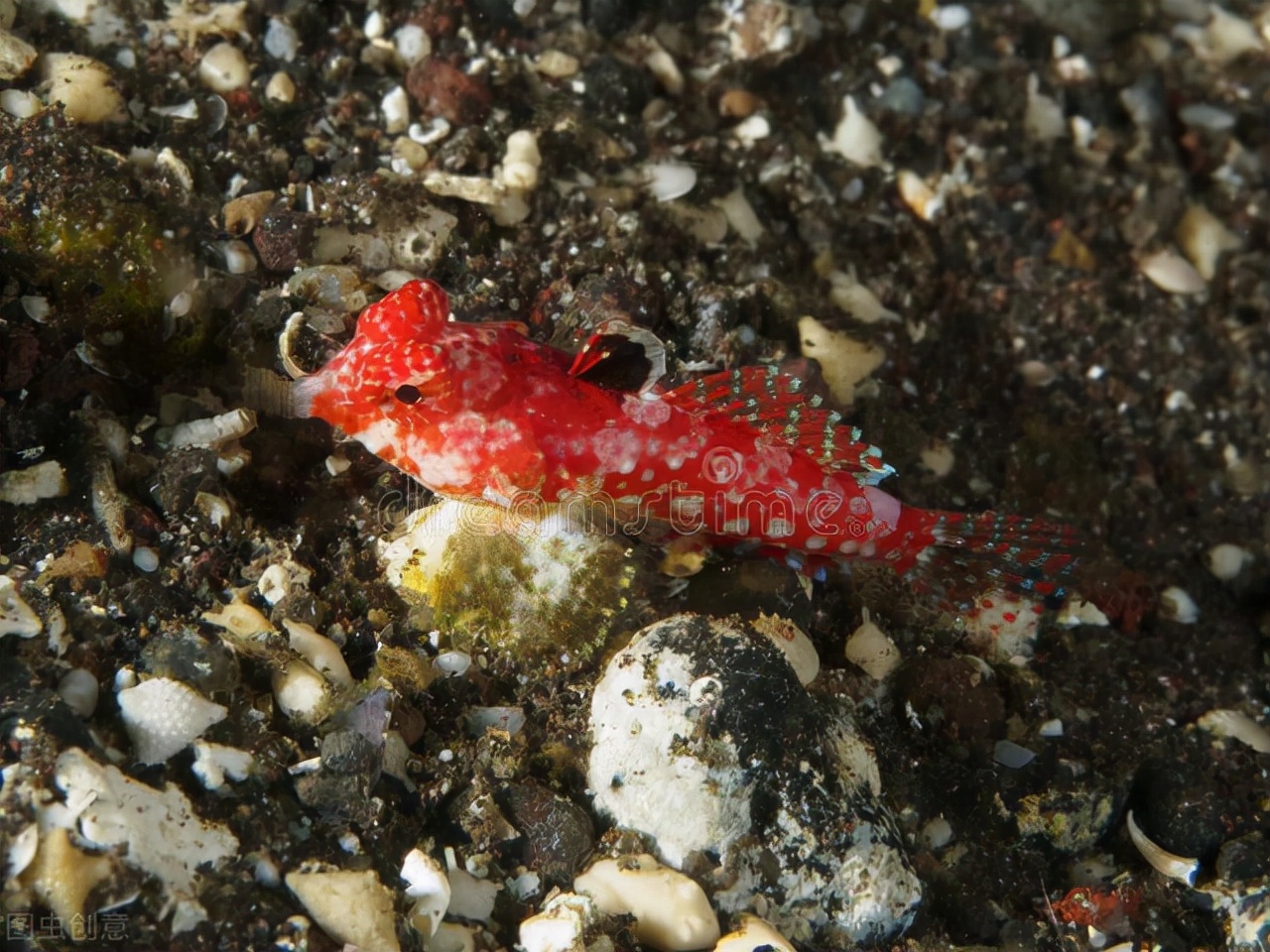 世界上10种令人毛骨悚然的海洋生物