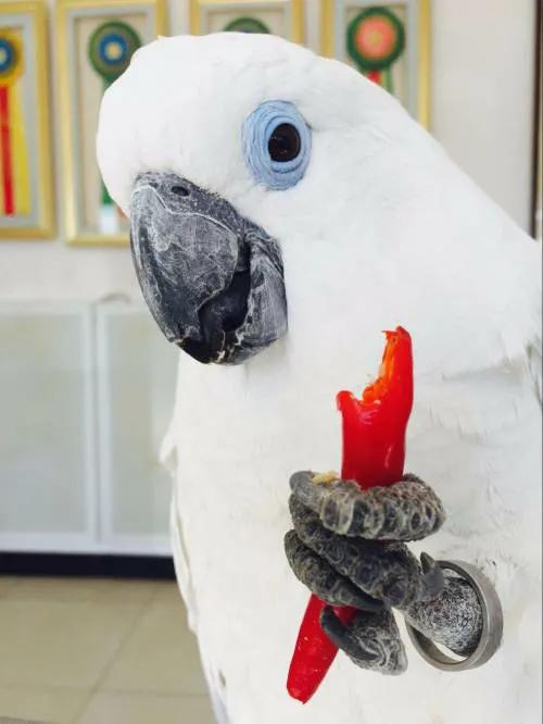 葵花凤头鹦鹉 天天看点