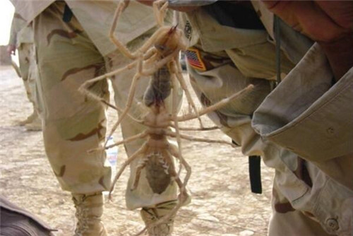 骆驼蜘蛛(骆驼蛛:世界上最大的食人蛛,分分钟吃掉一头骆驼)