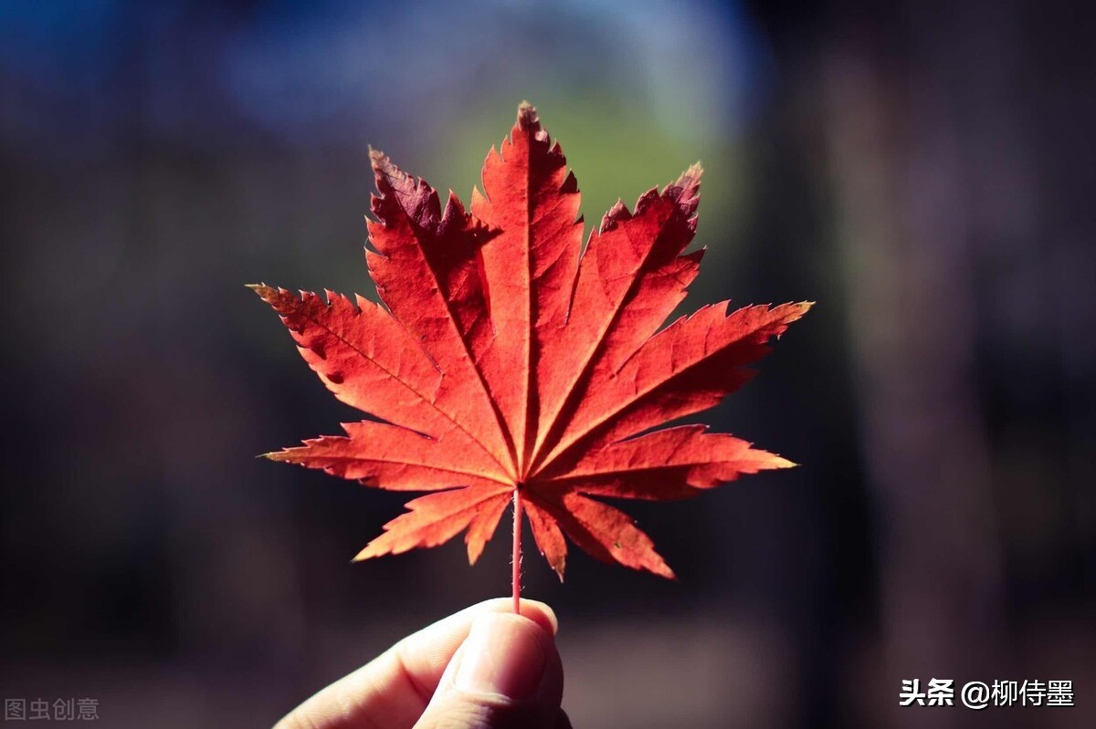 拍摄漂亮的“一叶知秋”，留下秋天的多姿多彩，摄影技巧学起来