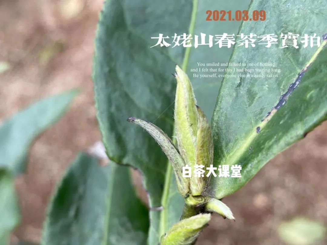 100元一斤的白毫银针,你买吗?看名气买白茶的风气何时能止?