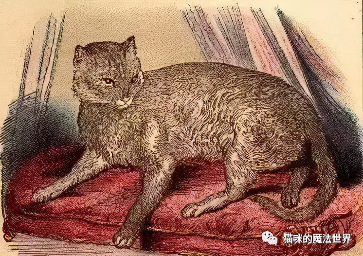 猫咪品种大盘点15：阿比西尼亚猫