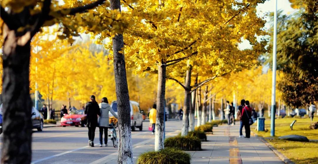 重庆大学，为啥这么牛